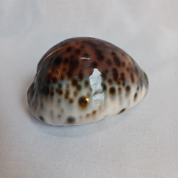Tiger Cowrie Shell Cypraea Tigris 3 Inches - Picture 1 of 4